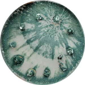 Sección de Fusarium